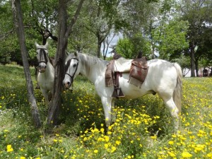 Equinoterapia